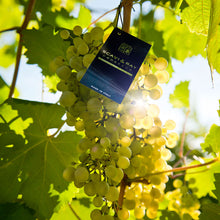 Laden Sie das Bild in den Galerie-Viewer, SCAVI & RAY Il Bianco, 0,75l